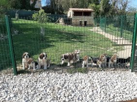 Chiots d'apparence Beagle à vendre chez l'éleveur ROYERE STEPHANIE