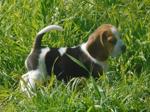 Image de la portée de chiot de l'élévage ROYERE STEPHANIE