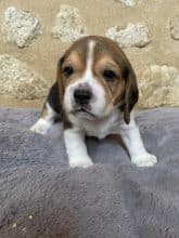 Chiots de race Beagle à vendre chez l'éleveur SCEA DU MOULIN DE MADJURIE