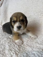 Chiots de race Beagle à vendre chez l'éleveur SCEA DU MOULIN DE MADJURIE