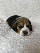 Chiots de race Beagle à vendre chez l'éleveur SCEA DU MOULIN DE MADJURIE