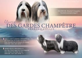 Chiots de race Bearded collie à vendre chez l'éleveur DES GARDES CHAMPETRES