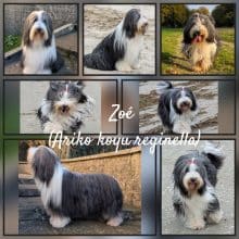 Chiots de race Bearded collie à vendre chez l'éleveur DES GARDES CHAMPETRES