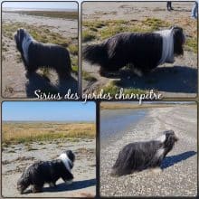 Chiots de race Bearded collie à vendre chez l'éleveur DES GARDES CHAMPETRES