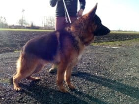 Chiots d'apparence Berger allemand à vendre chez l'éleveur DOMAINE DE LA TERNOISE