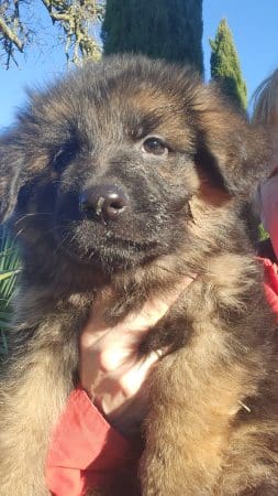 Image de la portée de chiot de l'élévage LA TAVERNIERE