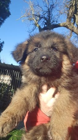 Image de la portée de chiot de l'élévage LA TAVERNIERE