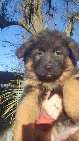 Image de la portée de chiot de l'élévage LA TAVERNIERE