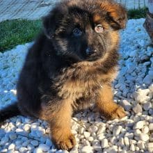 Chiots de race Berger allemand à vendre chez l'éleveur LA TAVERNIERE