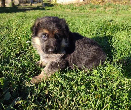 Image de la portée de chiot de l'élévage DES SEIGNEURS DU CLAIN