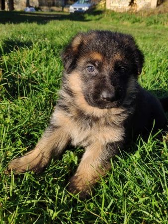 Image de la portée de chiot de l'élévage DES SEIGNEURS DU CLAIN