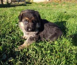 Chiots de race Berger allemand à vendre chez l'éleveur DES SEIGNEURS DU CLAIN