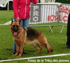 Chiots de race Berger allemand à vendre chez l'éleveur DES SEIGNEURS DU CLAIN