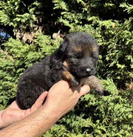 Image de la portée de chiot de l'élévage CENTRE CANIN DE LA GAIDOCIENNE