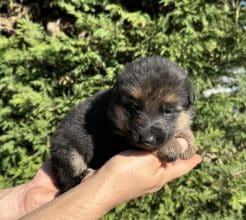 Chiots d'apparence Berger allemand à vendre chez l'éleveur CENTRE CANIN DE LA GAIDOCIENNE