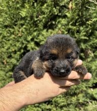 Chiots d'apparence Berger allemand à vendre chez l'éleveur CENTRE CANIN DE LA GAIDOCIENNE