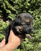 Chiots d'apparence Berger allemand à vendre chez l'éleveur CENTRE CANIN DE LA GAIDOCIENNE