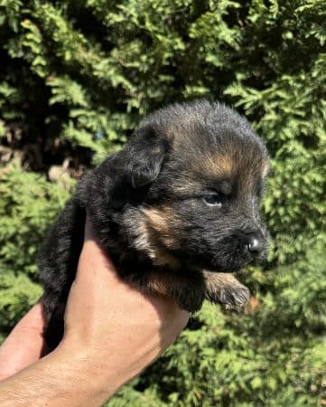 Image de la portée de chiot de l'élévage CENTRE CANIN DE LA GAIDOCIENNE