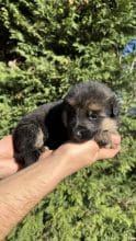 Chiots d'apparence Berger allemand à vendre chez l'éleveur CENTRE CANIN DE LA GAIDOCIENNE