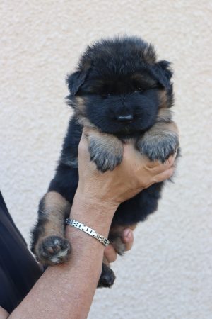 Image de la portée de chiot de l'élévage ARCAMONE GABRIEL