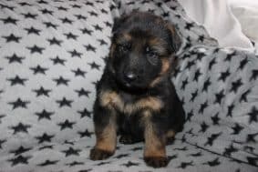 Chiots d'apparence Berger allemand à vendre chez l'éleveur DOMAINE DE LA TERNOISE