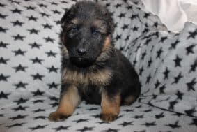 Chiots d'apparence Berger allemand à vendre chez l'éleveur DOMAINE DE LA TERNOISE