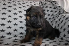 Chiots d'apparence Berger allemand à vendre chez l'éleveur DOMAINE DE LA TERNOISE