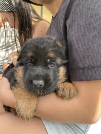 Image de la portée de chiot de l'élévage DE LA CITE D’EMERAUDE