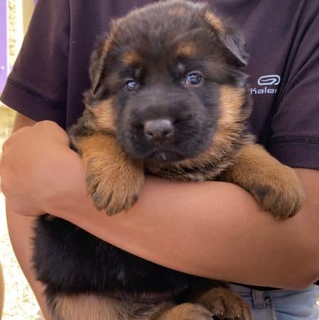 Image de la portée de chiot de l'élévage DE LA CITE D’EMERAUDE