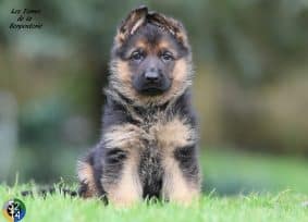 Chiots de race Berger allemand à vendre chez l'éleveur DES TERRES DE LA SERPENTERIE