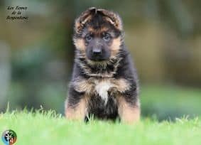 Chiots de race Berger allemand à vendre chez l'éleveur DES TERRES DE LA SERPENTERIE