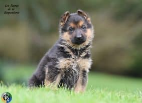 Chiots de race Berger allemand à vendre chez l'éleveur DES TERRES DE LA SERPENTERIE