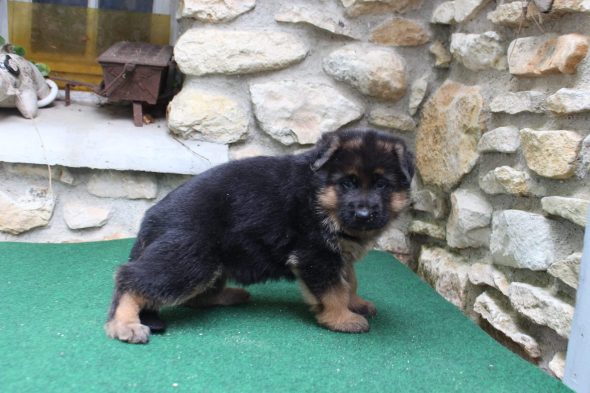 Image de la portée de chiot de l'élévage LE BARRY D’AUTAN