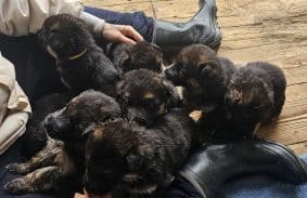 Chiots de race Berger allemand à vendre chez l'éleveur ELEVAG DE XENA DE LA FEUILLADE