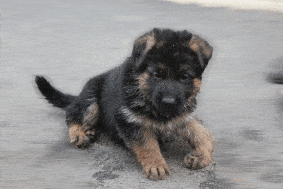 Chiots de race Berger allemand à vendre chez l'éleveur LE CLAN DE LA VALLEE