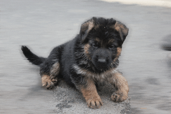 Image de la portée de chiot de l'élévage LE CLAN DE LA VALLEE