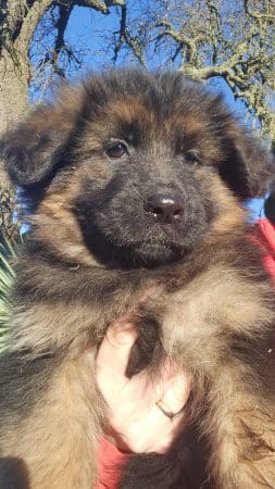 Image de la portée de chiot de l'élévage LA TAVERNIERE