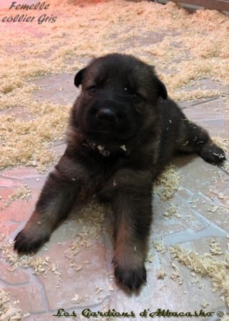 Image de la portée de chiot de l'élévage LES GARDIENS D’ALBACASKO