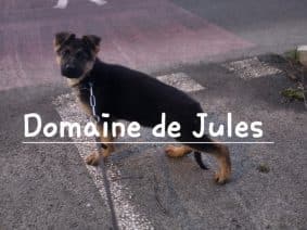 Chiots de race Berger allemand à vendre chez l'éleveur CHEVALLIER PIERRE