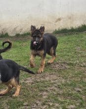 Chiots de race Berger allemand à vendre chez l'éleveur CHEVALLIER PIERRE