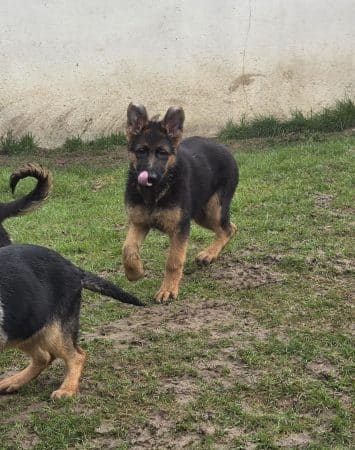 Image de la portée de chiot de l'élévage CHEVALLIER PIERRE