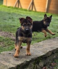 Chiots de race Berger allemand à vendre chez l'éleveur CHEVALLIER PIERRE