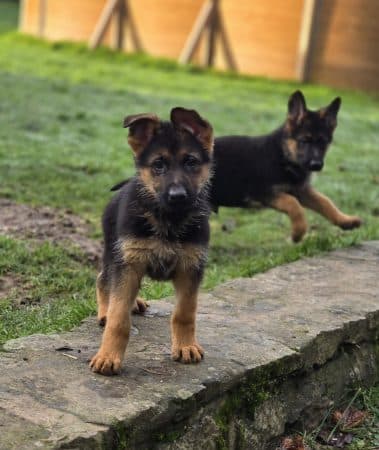 Image de la portée de chiot de l'élévage CHEVALLIER PIERRE