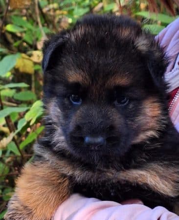 Image de la portée de chiot de l'élévage VOM HAUS THALIE