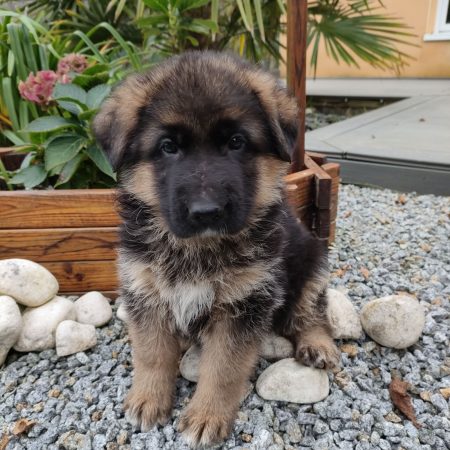 Image de la portée de chiot de l'élévage GUILLAUME ANNAELLE