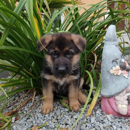 Image de la portée de chiot de l'élévage GUILLAUME ANNAELLE