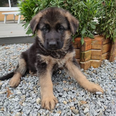 Image de la portée de chiot de l'élévage GUILLAUME ANNAELLE