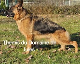 Chiots de race Berger allemand à vendre chez l'éleveur CHEVALLIER PIERRE