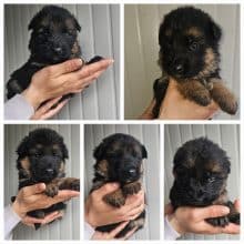 Chiots de race Berger allemand à vendre chez l'éleveur ELEVAG DE XENA DE LA FEUILLADE