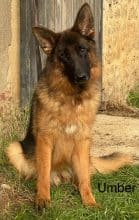 Chiots de race Berger allemand à vendre chez l'éleveur DES LEGENDES DU CASTEL